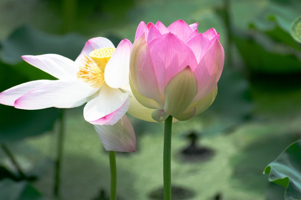 flowers, lotus, pink