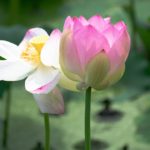 flowers, lotus, pink